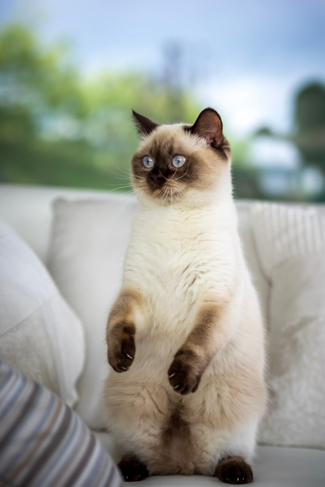 Bonsai Kitten > Unsere Katzen > Laira of Bonsai Kitten